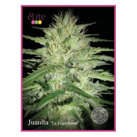 Elite Seeds Juanita la Lagrimosa Feminizada