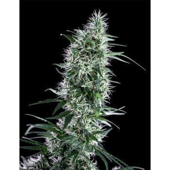 Genehtik Santa Bilbo...