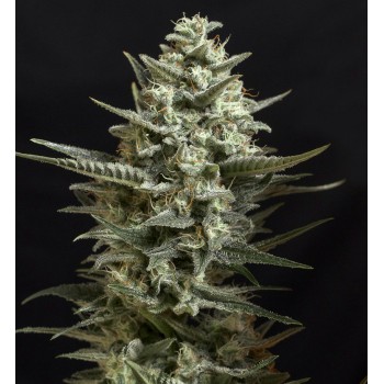 Genehtik Sweet Bilbo...