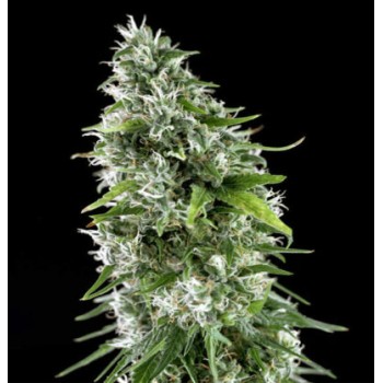 Genehtik Kritikal Bilbo x...