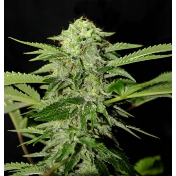 Genehtik Txees Bilbo...