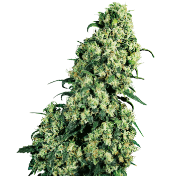 Sensi Seeds Skunk1 Feminizada