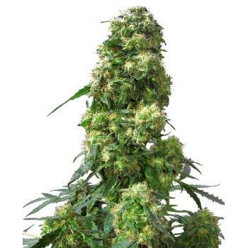 Sensi Seeds Early Skunk...