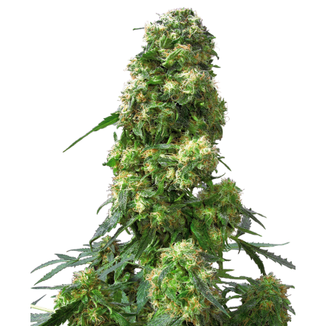 Sensi Seeds Early Skunk Feminizada