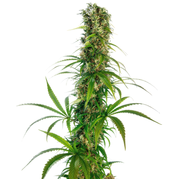 Sensi Seeds Michka Feminizada