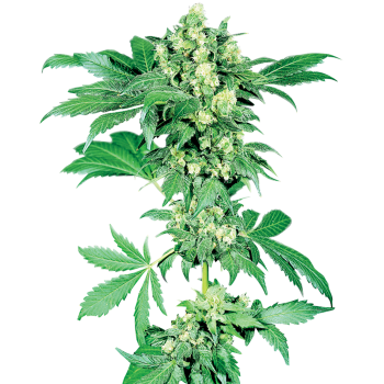 Sensi Seeds Afghani1...