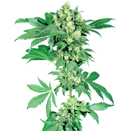 Sensi Seeds Afghani1 Feminizada