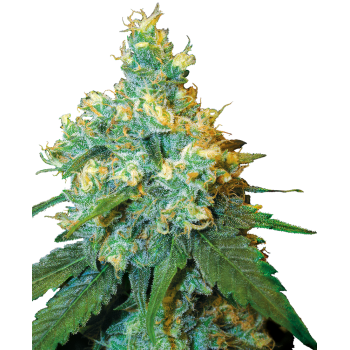 Sensi Seeds Jack Herer...