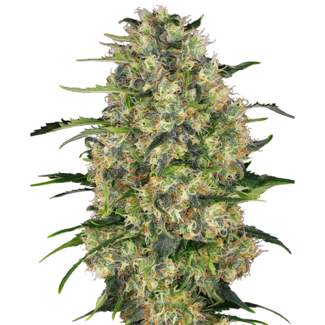 Sensi Seeds Black Domina Feminizada