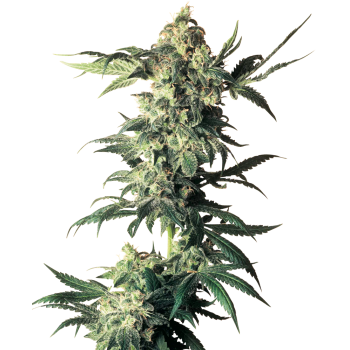 Sensi Seeds Northern Light...