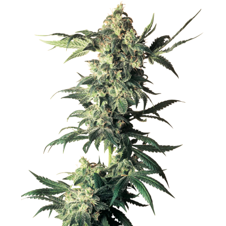 Sensi Seeds Northern Light Feminizada