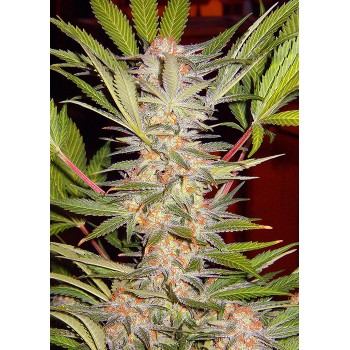 Sweet Seeds S.A.D. F1 Fast...