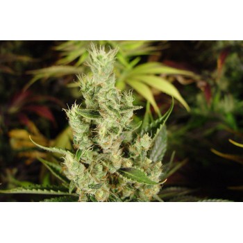 Soma Seeds NYC Diesel...