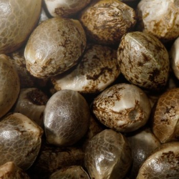 Deep Purple Northern Light...