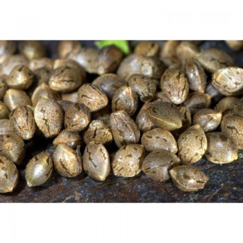 Granel Super Skunk Feminizada