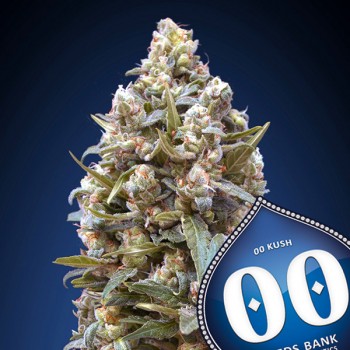 00 Seeds 00 Kush Feminizada
