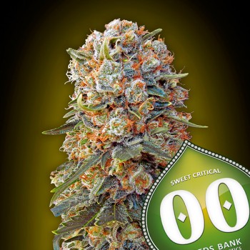00 Seeds Sweet Critical...