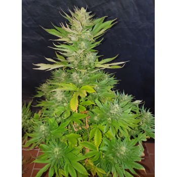 Deep Purple Auto Magnum 2.0...