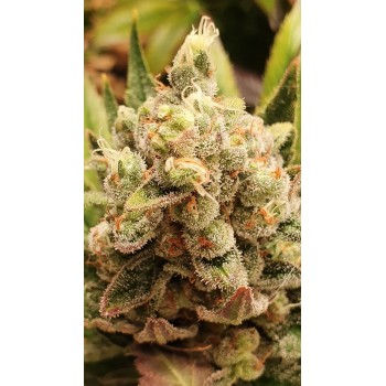 Deep Purple Critical...