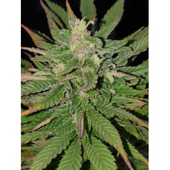 Deep Purple Black 47...