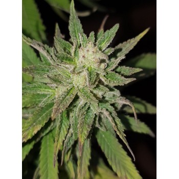 Deep Purple Old Cheese...