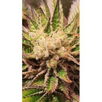 Deep Purple Black Domina...