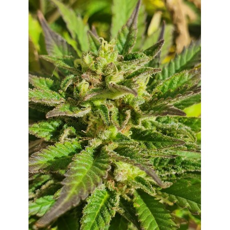 Deep Purple Northern Light Feminizada