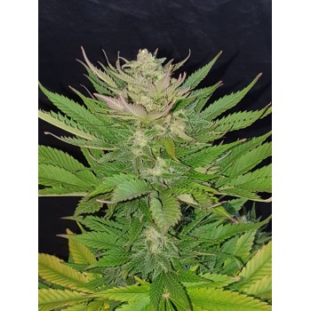 Deep Purple Amnesia HyPro...