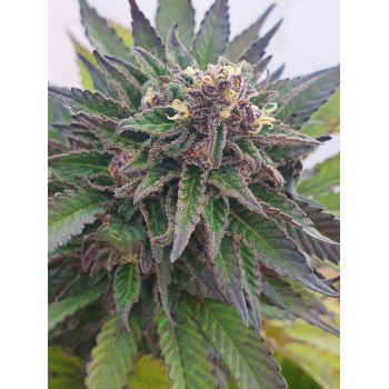 Deep Purple MK Ultra...