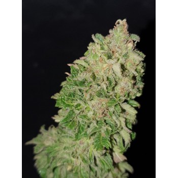 Deep Purple OG Kush Feminizada