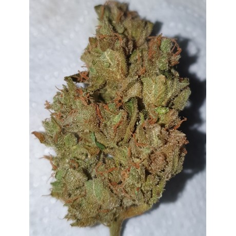 Deep Purple Black Critical Feminizada