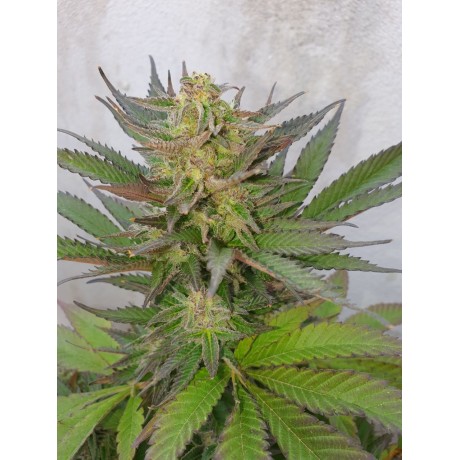 Deep Purple Critical Widow Feminizada