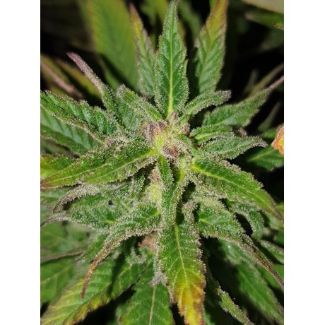 Deep Purple CBD Widow Feminizada