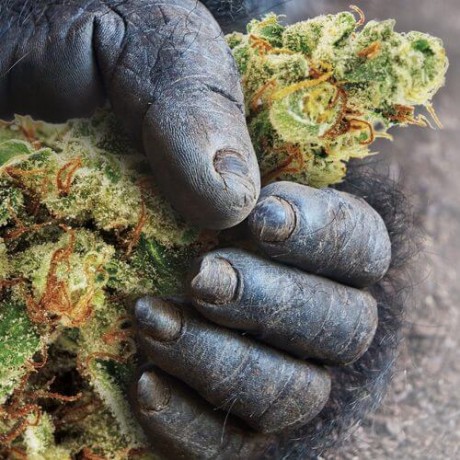 Deep Purple Gorilla Glue Feminizada Unidad