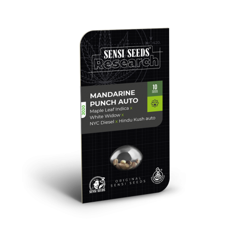 Sensi Seeds Research Mandarine Punch Auto Feminizada