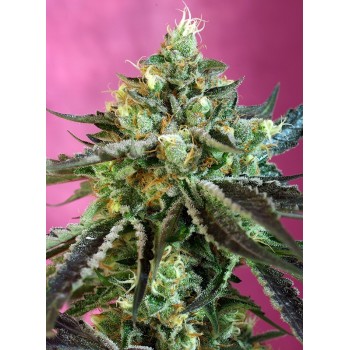 Sweet Seeds Sweet Nurse...