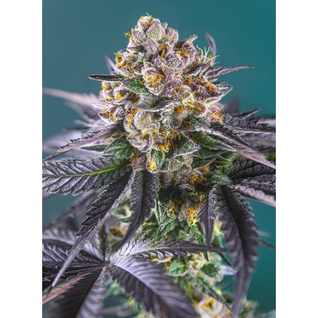 Sweet Seeds Red Strawberry Banana Auto Feminizada