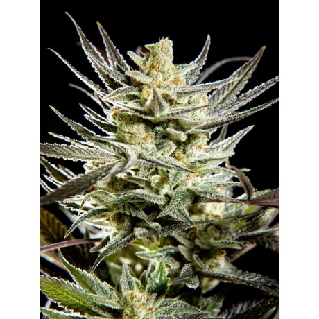Philosopher Seeds Fruity Jack Feminizada Unidad