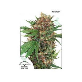 Dutch Passion Master Kush...