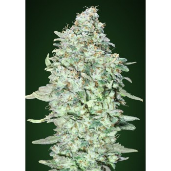 Advanced Seeds OG Kush...
