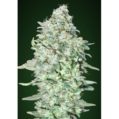 Advanced Seeds OG Kush S.F.V. Feminizada Unidad