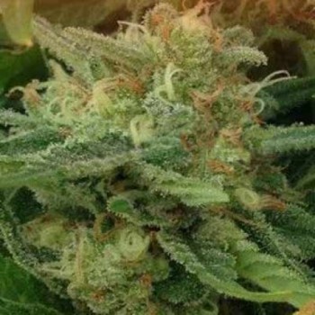 Dr. Underground Hell Stone...