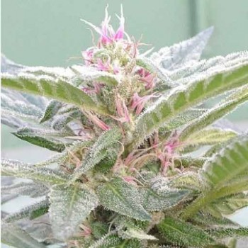 Dr. Underground U-Pink Kush...