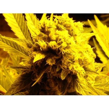 Medical Seeds Blue Hell...