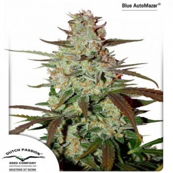 Dutch Passion Blue Mazar...