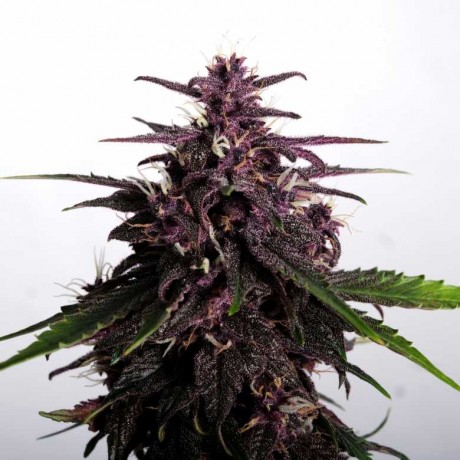 Kannabia Swiss Dream Rose CBD Auto Feminizada