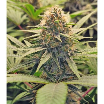 Blimburn Gorilla G4 Auto...