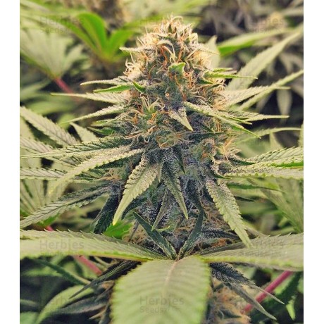 Blimburn Gorilla G4 Auto Feminizada