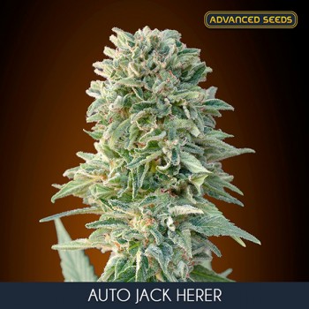Advanced Jack Herer Auto...