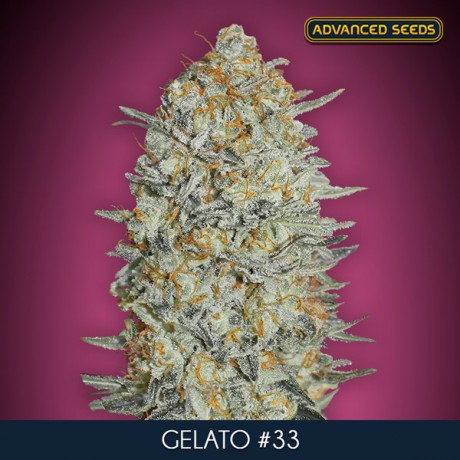 Advanced Gelato 33 Auto Feminizada Unidad